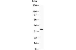 Western blot testing of Fas antibody and recombinant human protein (0.