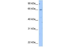 Occludin antibody used at 2. (Occludin anticorps  (N-Term))