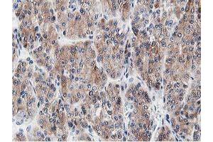 Image no. 6 for anti-Leucine Carboxyl Methyltransferase 1 (LCMT1) antibody (ABIN1499107) (LCMT1 anticorps)