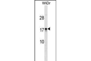 CDRT4 Antibody (Center) (ABIN1538462 and ABIN2849822) western blot analysis in WiDr cell line lysates (35 μg/lane). (CDRT4 anticorps  (AA 50-79))