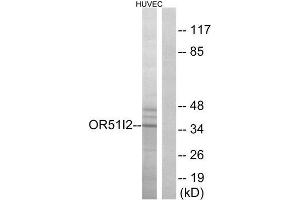 Western Blotting (WB) image for anti-Olfactory Receptor, Family 51, Subfamily I, Member 2 (OR51I2) (Internal Region) antibody (ABIN1853130) (OR51I2 anticorps  (Internal Region))