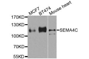 Western blot analysis of extracts of various cell lines, using SEMA4C antibody. (SEMA4C anticorps  (AA 749-833))