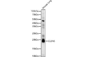 Western blot analysis of extracts of Mouse lung, using CLDN5 antibody (ABIN6127705, ABIN6138692, ABIN6138693 and ABIN6214365) at 1:2173 dilution. (Claudin 5 anticorps  (AA 230-303))
