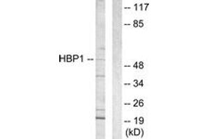 Western blot analysis of extracts from COS7 cells, using HBP1 Antibody.