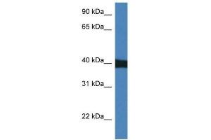 Western Blot showing Mapk9 antibody used at a concentration of 1. (JNK2 anticorps  (N-Term))