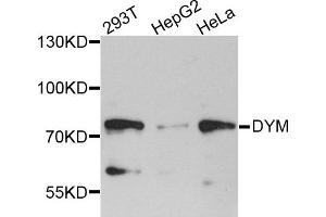 Western blot analysis of extracts of various cell lines, using DYM antibody. (Dymeclin anticorps)