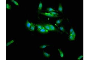 Immunofluorescence staining of Hela cells with ABIN7173439 at 1:133, counter-stained with DAPI.