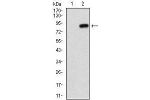 Western blot analysis using NT5E mAb against HEK293 (1) and NT5E (AA: 30-250)-hIgGFc transfected HEK293 (2) cell lysate.