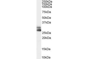 Staining of human testis lysate (35µg protein in RIPA buffer) with ABIN185328 (0.