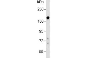 Western blot testing of human liver lysate with Lubricin antibody at 1:500. (Proteoglycan 4 anticorps  (AA 176-210))
