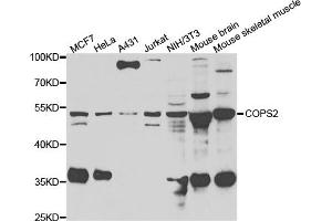 Western blot analysis of extracts of various cell lines, using COPS2 antibody (ABIN5974233) at 1/1000 dilution. (COPS2 anticorps)