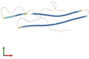 AlphaFold protein structure predicition of Human Recombinant KRT78 Protein, UniprotID Q8N1N4