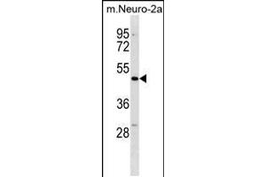 Western blot analysis in mouse Neuro-2a cell line lysates (35ug/lane). (DCDC2 anticorps  (C-Term))