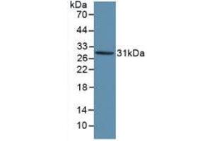 Western blot analysis of recombinant Human KLK1. (Kallikrein 1 anticorps  (AA 25-261))