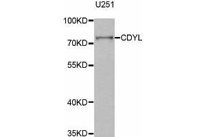 Western Blotting (WB) image for anti-Chromodomain Protein, Y-Like (CDYL) antibody (ABIN1882384) (CDYL anticorps)