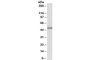Western blot testing of HepG2 lysate with OAS1 antibody at 1ug/ml. (OAS1 anticorps)
