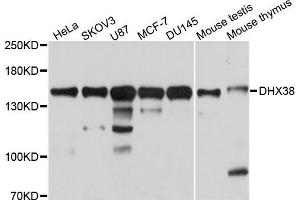 Western blot analysis of extracts of various cells, using DHX38 antibody.