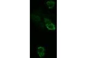 Image no. 2 for anti-TSC22 Domain Family, Member 3 (TSC22D3) antibody (ABIN1498455)