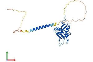AlphaFold protein structure predicition of Human Recombinant CLEC7A Protein, UniprotID Q9BXN2