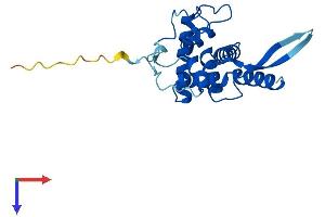 AlphaFold protein structure predicition of Human Recombinant RPS5 Protein, UniprotID P46782
