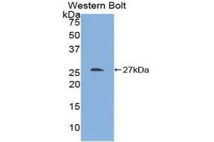 Western Blotting (WB) image for anti-Transforming Growth Factor beta 1 Induced Transcript 1 (TGFB1I1) (AA 256-461) antibody (ABIN1860728) (TGFB1I1 anticorps  (AA 256-461))