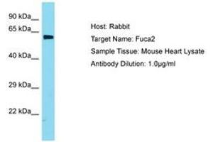Image no. 1 for anti-Fucosidase, alpha-L- 2, Plasma (FUCA2) (AA 201-250) antibody (ABIN6749904)