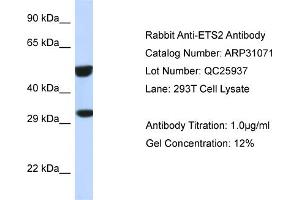 WB Suggested Anti-ETS2 Antibody   Titration: 1. (ETS2 anticorps  (Middle Region))