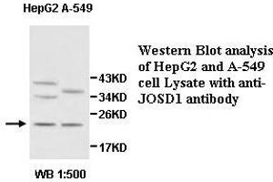 Image no. 1 for anti-Josephin Domain Containing 1 (JOSD1) antibody (ABIN1577406) (JOSD1 anticorps)