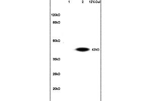 L1 mouse embryo lysates L2 mouse liver lysates probed with Anti CGP-39/YKL-40 Polyclonal Antibody, Unconjugated (ABIN737556) at 1:200 in 4 °C.