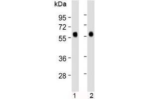 Western blot testing of 1) human liver and 2) human lung lysate with CD14 antibody at 1:2000 dilution.