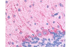 Anti-DRD5 / Dopamine Receptor D5 antibody IHC of rat brain, Purkinje neurons.