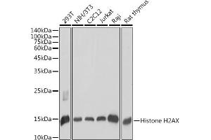Western blot analysis of extracts of various cell lines, using Histone H2AX antibody (ABIN7267725) at 1:1000 dilution. (Histone H2A anticorps  (C-Term))