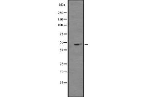 Western blot analysis of NPY4R expression in K562 cell line lysates ,The lane on the left is treated with the antigen-specific peptide. (NPY4R anticorps  (N-Term))