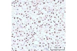 IHC analysis of Nesprin3/SYNE3 using anti-Nesprin3/SYNE3 antibody (ABIN7601328). (Nesprin3 anticorps  (AA 322-495))