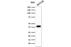 Western Blot Analysis of HCT116 cell lysate using Cytokeratin 18 Mouse Monoclonal Antibody (C-04).