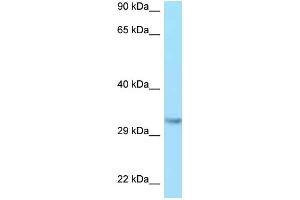 WB Suggested Anti-IGF2 Antibody Titration: 1. (IGF2 anticorps  (C-Term))