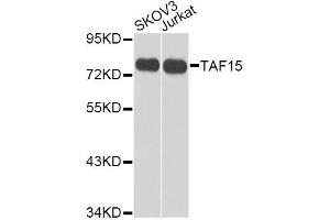 Western blot analysis of extracts of various cell lines, using TAF15 antibody. (TAF15 anticorps  (AA 1-280))