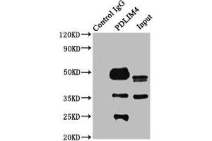 Immunoprecipitating PDLIM4 in K562 whole cell lysate Lane 1: Rabbit control IgG instead of ABIN7162726 in K562 whole cell lysate. (PDLIM4 anticorps  (AA 81-243))