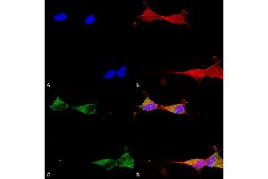 Immunocytochemistry/Immunofluorescence analysis using Mouse Anti-Ataxin 1 Monoclonal Antibody, Clone S65-37 (ABIN1741534).