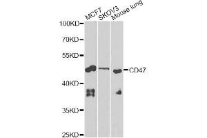 Western blot analysis of extracts of various cell lines, using CD47 Antibody (ABIN5970938) at 1/1000 dilution. (CD47 anticorps)