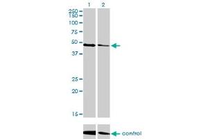 Western blot analysis of TP53 over-expressed 293 cell line, cotransfected with TP53 Validated Chimera RNAi (Lane 2) or non-transfected control (Lane 1).