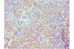 Immunohistochemistry of paraffin-embedded human tonsil tissue using ABIN7158299 at dilution of 1:100 (CD43 anticorps  (AA 276-400))