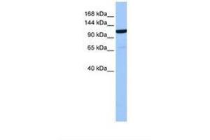 Image no. 1 for anti-Nucleoporin 155kDa (NUP155) (AA 796-845) antibody (ABIN6738869) (NUP155 anticorps  (AA 796-845))