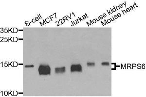 Western blot analysis of extracts of various cell lines, using MRPS6 antibody (ABIN6003616) at 1/1000 dilution. (MRPS6 anticorps)