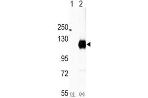 Western blot analysis of EphA2 antibody and 293 cell lysate (2 ug/lane) either nontransfected (Lane 1) or transiently transfected with the EphA2 gene (2). (EPH Receptor A2 anticorps  (AA 919-950))