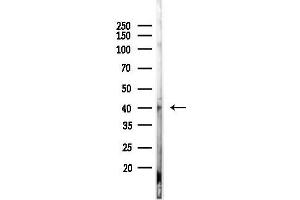 Western blot analysis of lysates from 293 cells, using Pax-5 Antibody at 1/1000 dilution.