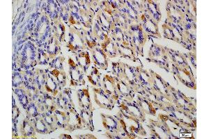 Formalin-fixed and paraffin embedded rat colon labeled with Anti-OLFM1 Polyclonal Antibody, Unconjugated (ABIN678308) at 1:200 followed by conjugation to the secondary antibody and DAB staining (Olfactomedin 1 anticorps  (AA 101-200))