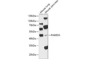 Western blot analysis of extracts of various cell lines, using FA antibody (ABIN7267120) at 1:1000 dilution. (FAM83A anticorps  (AA 1-160))