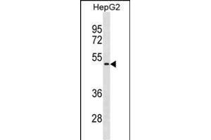 NEU1 Antibody (Center) (ABIN1881576 and ABIN2838925) western blot analysis in HepG2 cell line lysates (35 μg/lane). (NEU1 anticorps  (AA 188-214))