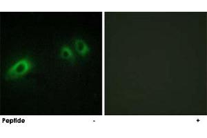 Immunofluorescence analysis of HeLa cells, using LAMB1 polyclonal antibody . (Laminin beta 1 anticorps  (C-Term))